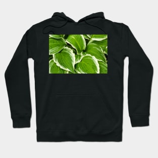 Hosta Leaves In The Rain 1 Hoodie